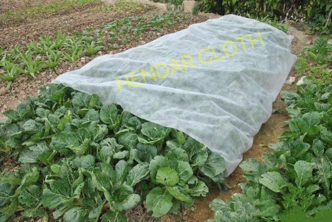 Fruit Wrapping Cloth PP Spunbond Nonwoven Fabric 3200mm Customized For Agriculture 2