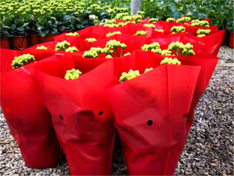 Recyclable Spunbond PET Non Woven Fabric Excellent Water Repellency For Flower Bags 0