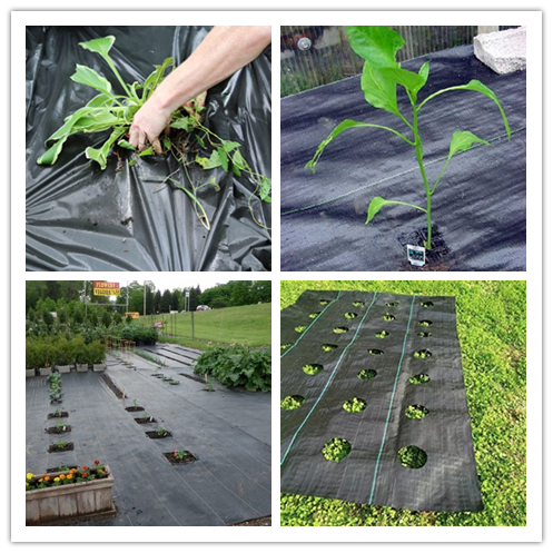 Biodegradable Ground Cover Weed Control Fabric Landscape Mulch 100% Polypropylene 0