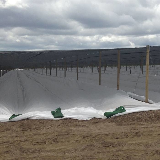 Anti Mildew Agriculture Non Woven Fabric 1% - 4% UV Treated ISO14000 0
