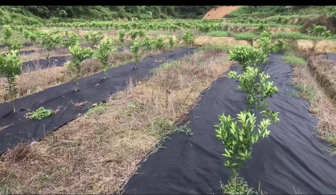 ps24252678-landscape_weed_control_non_woven_fabric_pp_material_for_home_gardens_free_gardening.jpg