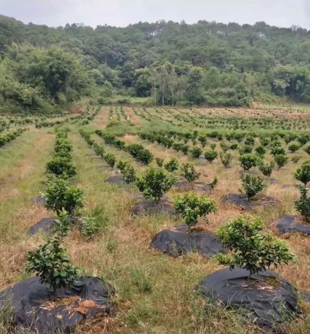 ps24252676-landscape_weed_control_non_woven_fabric_pp_material_for_home_gardens_free_gardening.jpg
