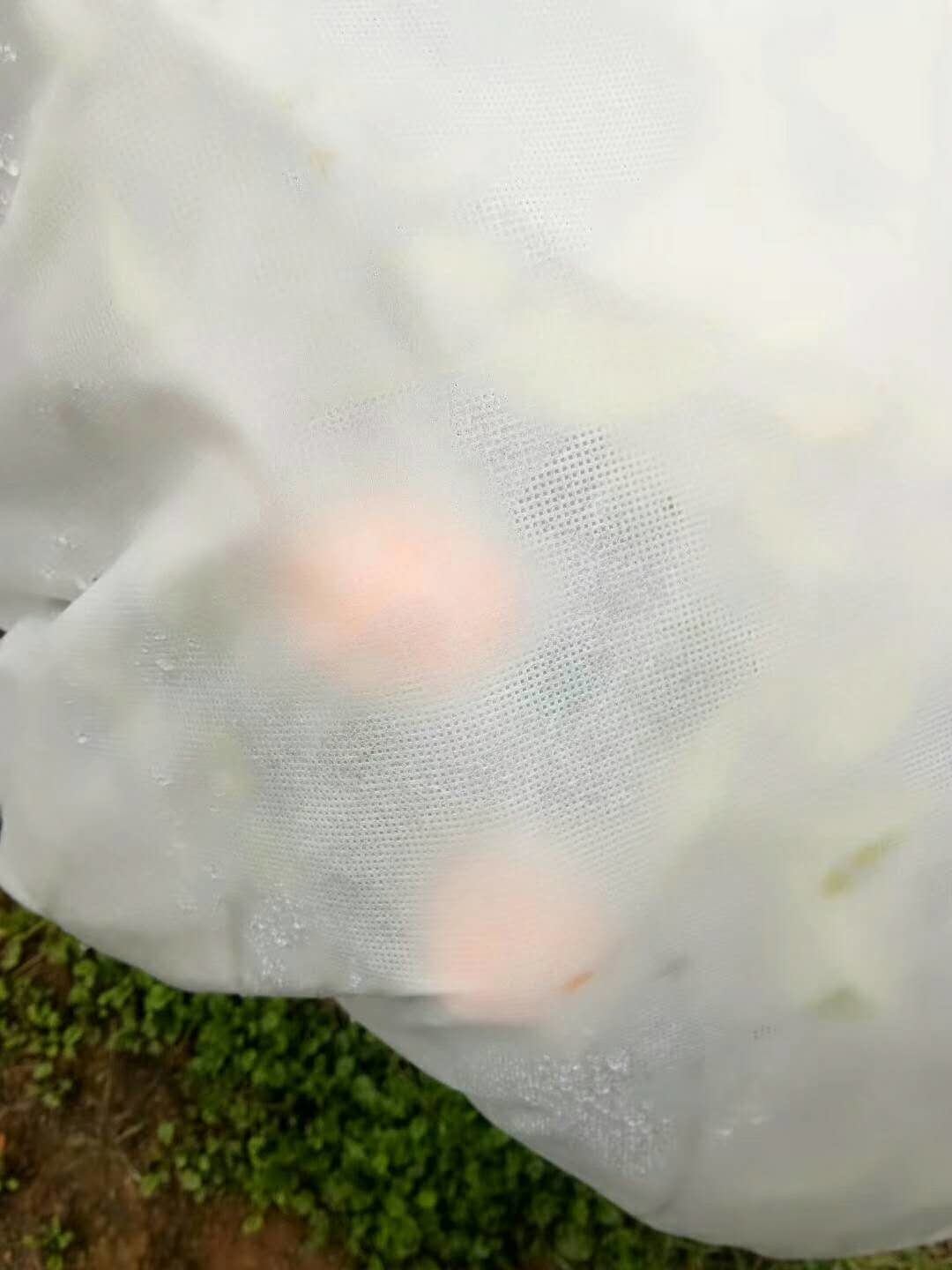 ps24252675-hydrobilic_agriculture_non_woven_fabric_pp_winter_protection_no_pollution_for_orchards.jpg